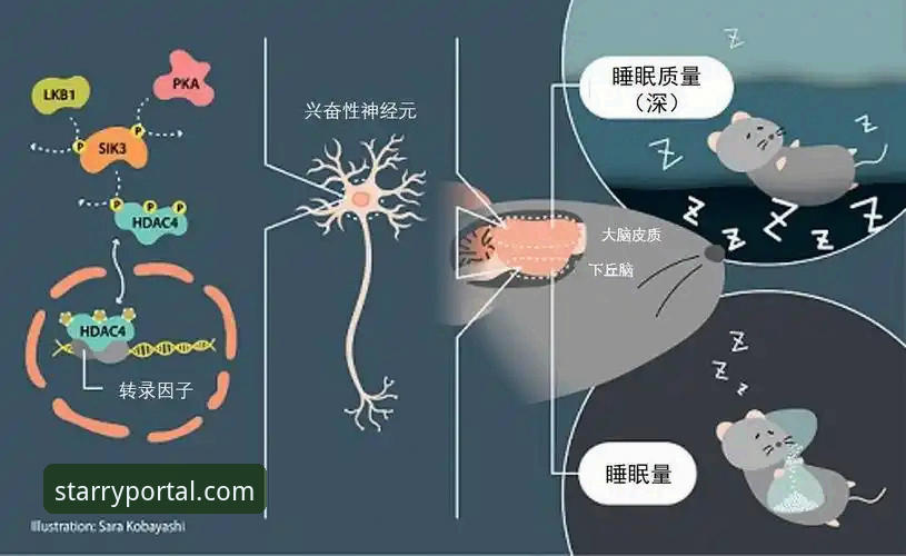 星空APP官网安卓版攻略 世界杯排名剧变背后的技术真相:星空娱乐平台赛事数据揭示的五个关键信号